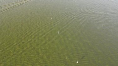 Sığ sulardaki sürat teknesinin havadan görüntüsü. Seyahat ve eğlence aktiviteleri konsepti