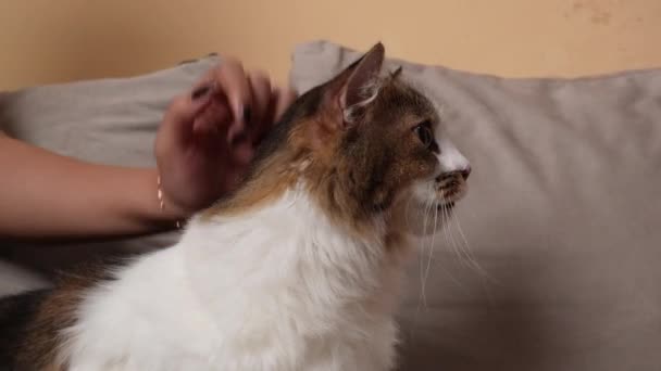 아시아 여자는 고양이를 애무하고 행복한 감정을 거실에 사랑스러운 — 비디오