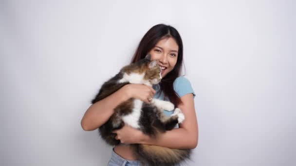 눈으로 귀여운 앙고라 고양이를 아시아 배경에 그녀의 귀여운 키티를 사랑스러운 — 비디오