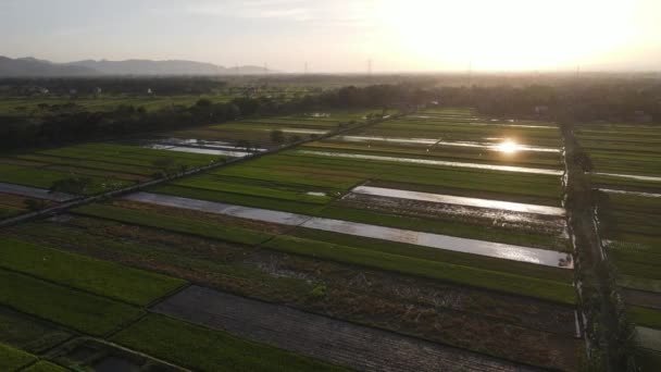 Aerial View Morning Rice Field Indonesia — Stockvideo