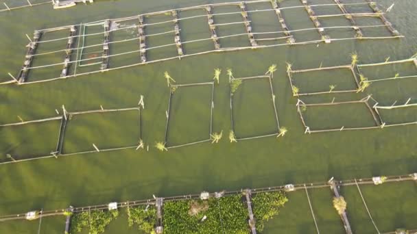 在湖上养殖猫鱼等鱼 可以替代潜水者的食物营养 — 图库视频影像