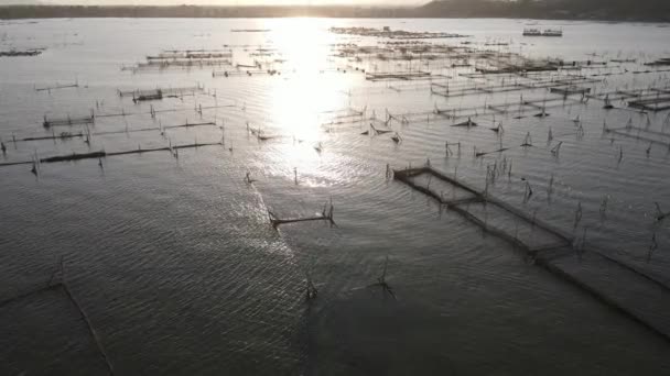 湖上养鱼的日落场景 如猫鱼 可以替代潜水者的食物营养 — 图库视频影像