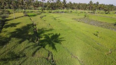 Aerial view of morning in rice field Indonesia