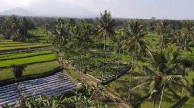 Aerial view of morning in rice field Indonesia