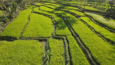 Yogyakarta, Endonezya 'daki pirinç terasında bir çiftçinin hava manzarası.