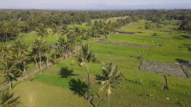Aerial view of morning in rice field Indonesia