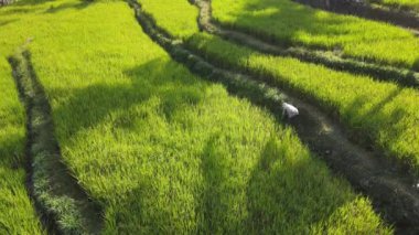 Yogyakarta, Endonezya 'daki pirinç terasında bir çiftçinin hava manzarası.