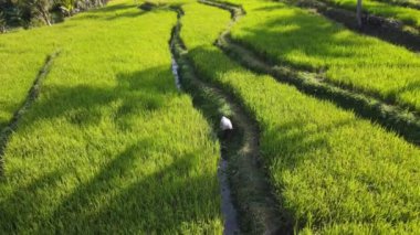 Yogyakarta, Endonezya 'daki pirinç terasında bir çiftçinin hava manzarası.