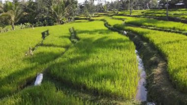 Yogyakarta, Endonezya 'daki pirinç terasında bir çiftçinin hava manzarası.