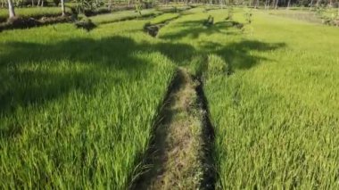 Yogyakarta, Endonezya 'daki pirinç terasında bir çiftçinin hava manzarası.