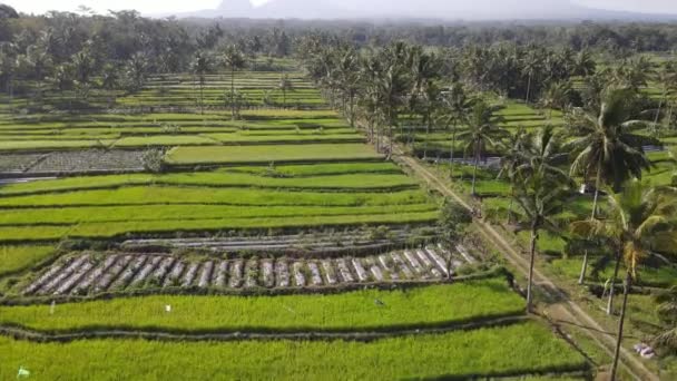 Aerial View Morning Rice Field Indonesia — Stockvideo