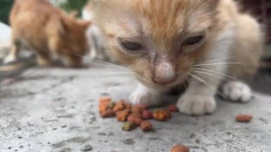 Kediler, sokak kedileri için beslenen insanlar tarafından verilen kuru yiyecekleri yiyorlar.