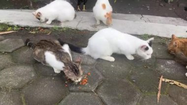 Kediler, sokak kedileri için beslenen insanlar tarafından verilen kuru yiyecekleri yiyorlar.