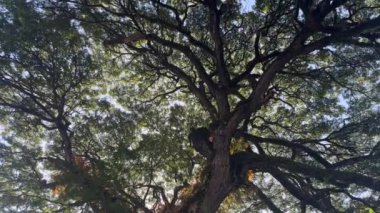 Ormandaki ağaç dalları