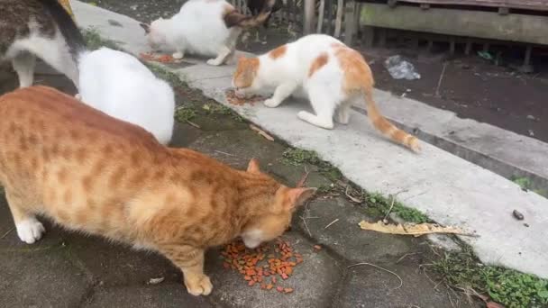 Les Chats Mangent Nourriture Sèche Donnée Par Des Gens Qui — Video
