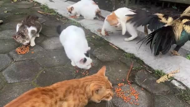 Kediler Sokak Kedileri Için Beslenen Insanlar Tarafından Verilen Kuru Yiyecekleri — Stok video