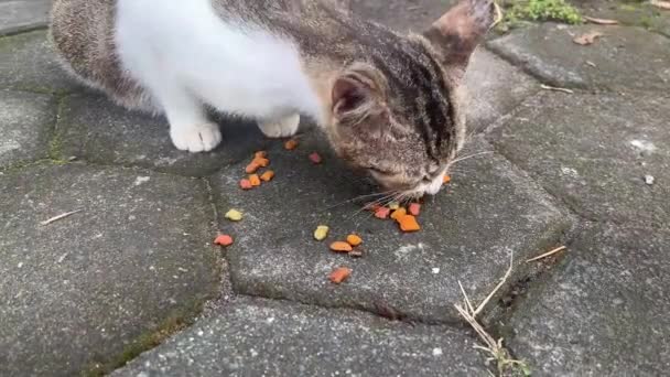 猫正在吃那些为猫在街上喂食的人提供的干粮 — 图库视频影像