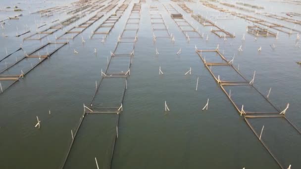 Воздушный Закат Вид Выращивать Рыбу Озере Такие Кошачья Рыба Является — стоковое видео