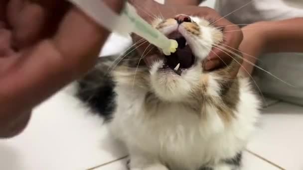 Cat Eats Vitamins Vet Giving Pill Sick Sad Cat Medicines Stock Footage