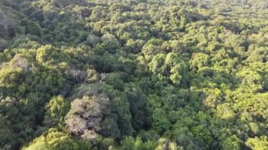 Karimunjawa, Indoensia 'da ağaçların ve doğa ormanlarının yukarıdan görünüşü