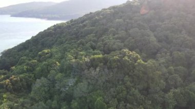 Karimunjawa, Indoensia 'da ağaçların ve doğa ormanlarının yukarıdan görünüşü