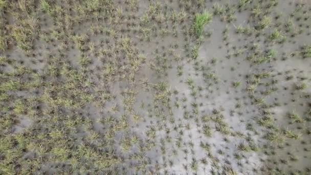 Widok Lotu Ptaka Zalane Pole Ryżowe Indonezji Porze Deszczowej — Wideo stockowe