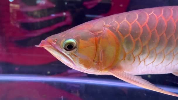 Aziatisch Arowana Dragonfish Scleropages Formosus Een Zoetwateraquarium — Stockvideo