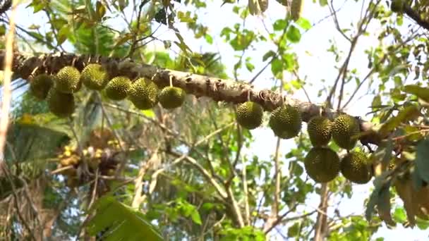 Durians Tergantung Pohon Durian Yogyakarta Indonesia — Stok Video