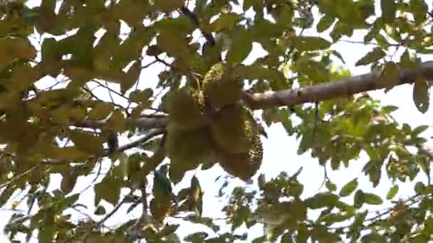 Дурианцы Висят Дурианском Дереве Джокьякарте Индонезия — стоковое видео