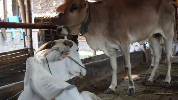 Ongole Crossbred Cattle Javanese Cow White Cow Sapi Peranakan Ongole — Stock Video