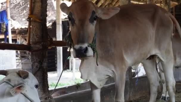 Ongole Crossbred Cattle Javanese Cow White Cow Sapi Peranakan Ongole Stock Video