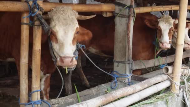 インドネシアの伝統的な農場で インドネシアの牛のクロスブレッド牛またはジャワの牛またはホワイト牛またはサピエラカナカンキョールまたはボスタウルス 伝統的な家畜の繁殖 — ストック動画