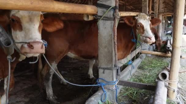 Ganado Cruzado Ongole Vaca Javanesa Vaca Blanca Sapi Peranakan Ongole — Vídeos de Stock