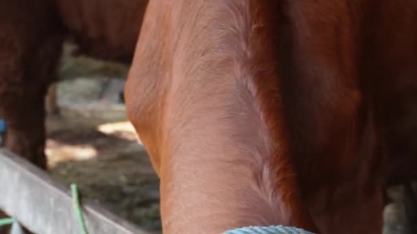 Ongole Krzyżówki Bydła Lub Jawajskiej Krowy Lub Białej Krowy Lub — Wideo stockowe