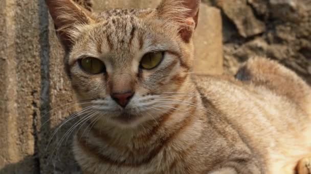 Kucing Angora Oranye Jantan Yang Lucu Dengan Rambut Panjangnya Mengenakan — Stok Video