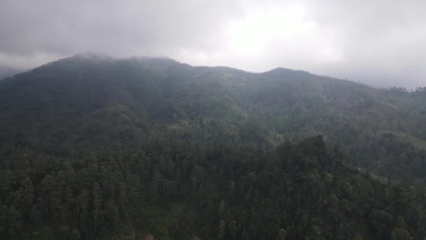 날씨가 무더우니까 소나무 안개가 안개낀 언덕에 가문비나무들의 영상이었습니다 아름다운 — 비디오