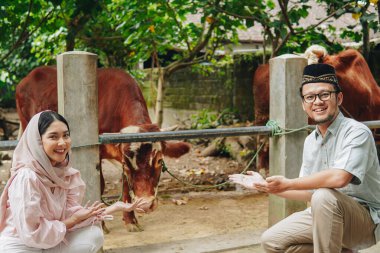 Genç Asyalı Müslüman çift, arkalarında kurban olarak sığır sunuyorlar. Kurban Bayramı kavramı.
