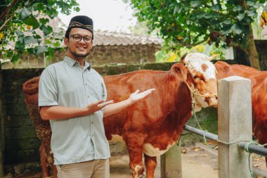 Gülümseyen Asyalı Müslüman adam arkasında kurbanlık inekleri sunuyor. Kurban Bayramı kavramı.
