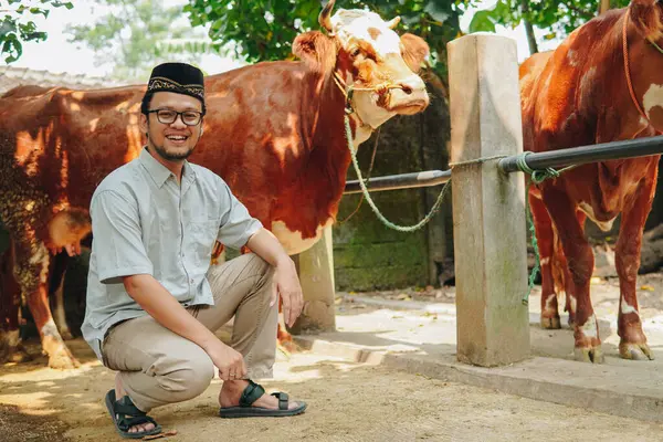 stock image Handsome Asian Muslim man doing kneeling down pose with livestock cows for sacrifices behind. Eid Al Adha concept.