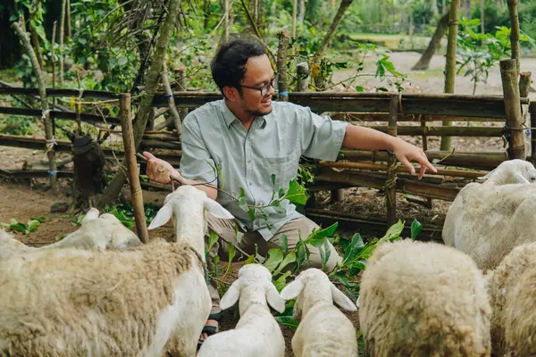 stock image Young Asian Muslim man giving out grass to feed the goats in livestock farm, preparing for sacrifices. Eid Al Adha concept.