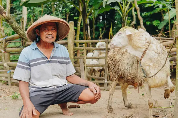 stock image Middle-aged Indonesian cattleman posing and kneeling down with livestock goats for sacrifices. Eid Al Adha concept.