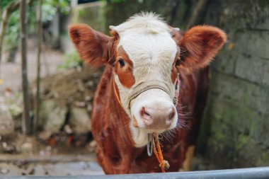 Şirin kahverengi ve beyaz inek bulanık arka planlı kameraya bakıyor. Kurban Bayramı kavramı.