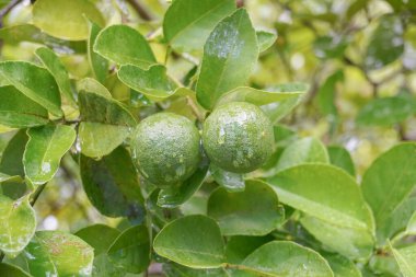 Taze yeşil narenciye ya da limon bir tarla tarlasında bir ağaçta asılı bir sabah.