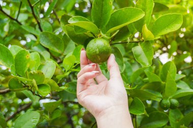 Portrait of a person's hand picking and harvesting fresh green lime hanging on a tree. Nature and vacation concept.