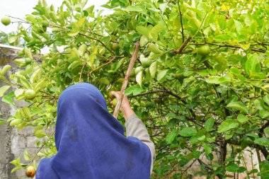 Person picking and harvesting fresh citrus fruit or lime hanging on a tree in agricultural field. Nature activity concept.