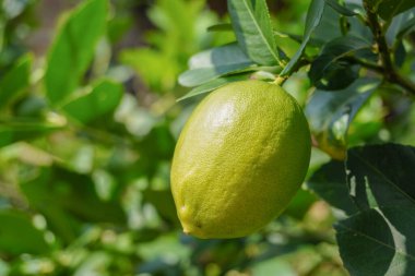 Ağaçtan sarkan bir limonu yakından çek. Limon sarıdır ve yeşil saplıdır..