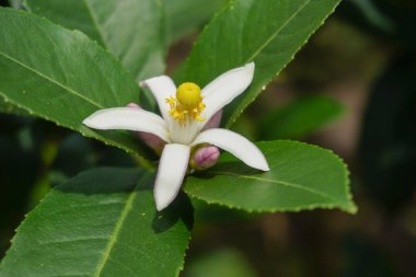 Olgun bir limona dönüşmeden önce ağaçtaki kiraz ya da limon çiçeği.