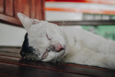 Şirin siyah beyaz bir kedi dinleniyor ve tahta bir yüzeyde uyuyor..