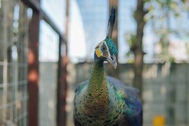 Bir tavus kuşunun portresi, büyük ve parlak renkli bir kuş, Güney Asya 'da ve dünyanın diğer bölgelerinde yaşayan bir Peafowl türüdür..