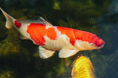 Turuncu Koi balık veya Fantezi sazan balık göletyüzme.